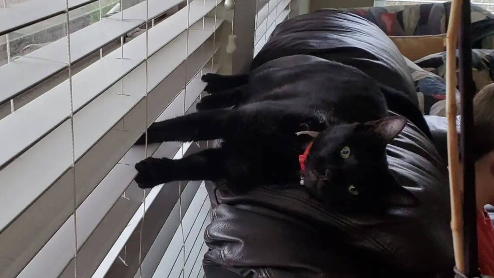 Gato preto deitado em costas do sofá com patas em persiana de janela