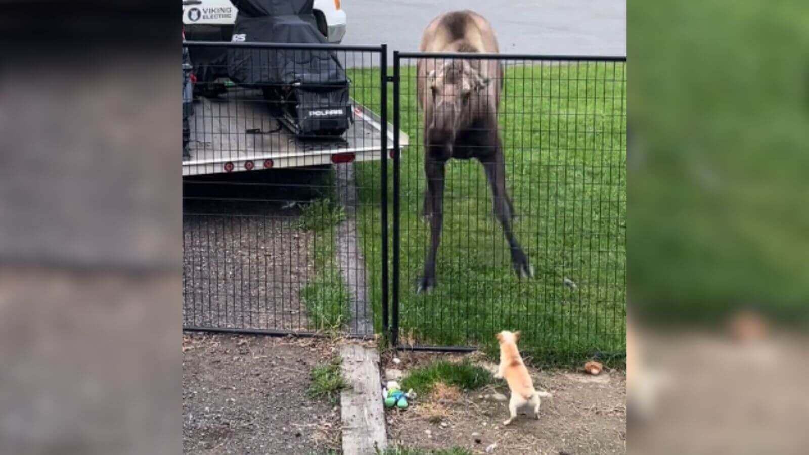 Cachorro chihuahua do lado de dentro de cerca latindo para um grande alce do lado de fora.