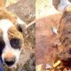 Duas fotos lado a lado de cachorro pit bull muito magro vítima de maus-tratos resgatado em Campo Limpo Paulista.
