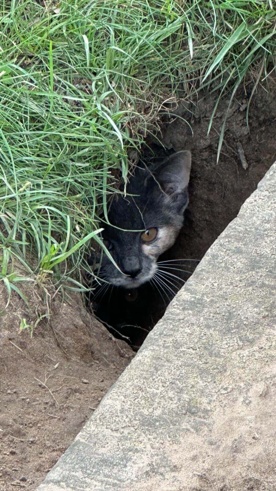 Gato cinza e gato preto dentro de buraco em túmulo no cemitério.