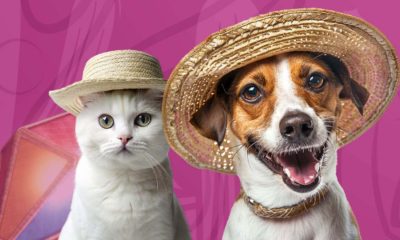 2º ArraiAU Kuka Freska tem serviços gratuitos para pets e diversão para a família