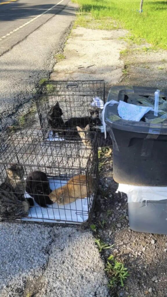 Gatos abandonados na beira da estrada