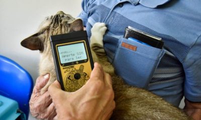 Equipamento de microchipagem auxilia no monitoramento de colônia de gatos em Jundaií