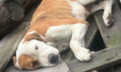 Cachorro abandonado como lixo foi baleado e perdeu toda a esperança