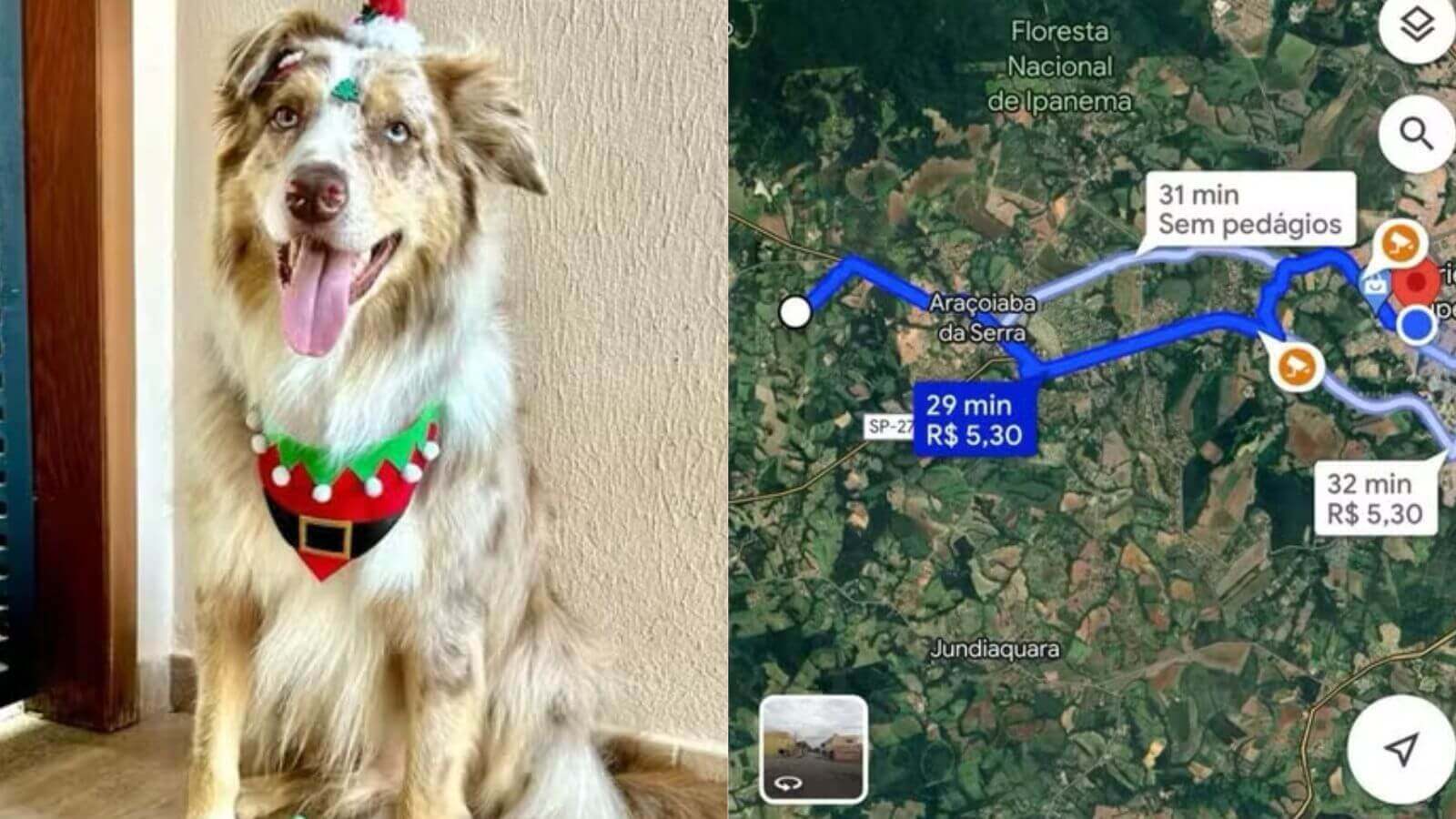 Cachorro border collie corre 20 km para voltar para casa