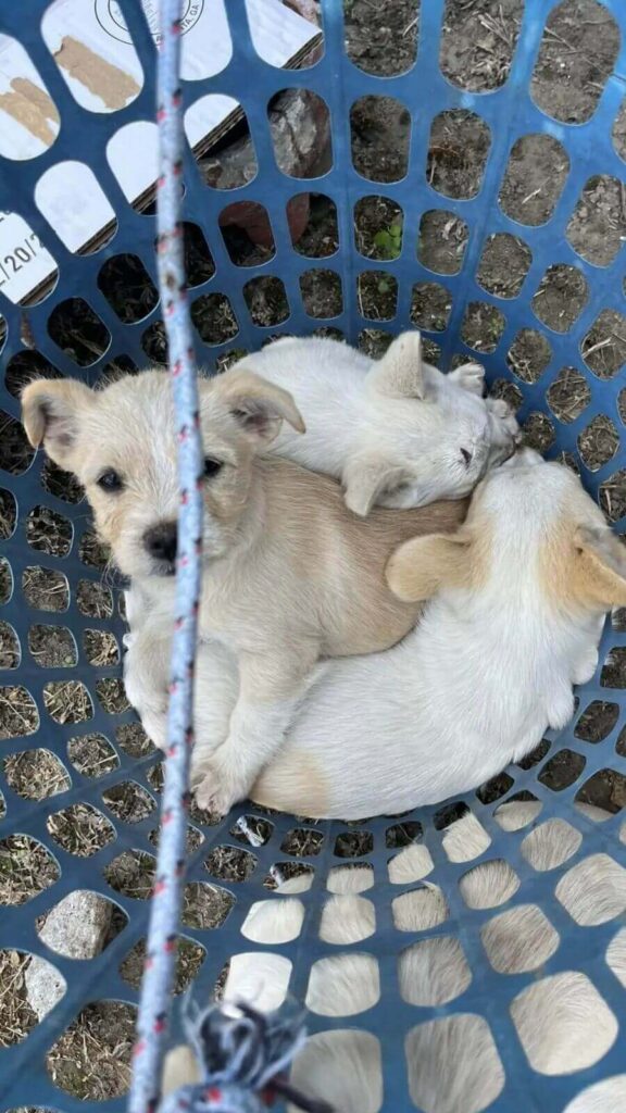 Cachorros abandonados em cesto de roupas