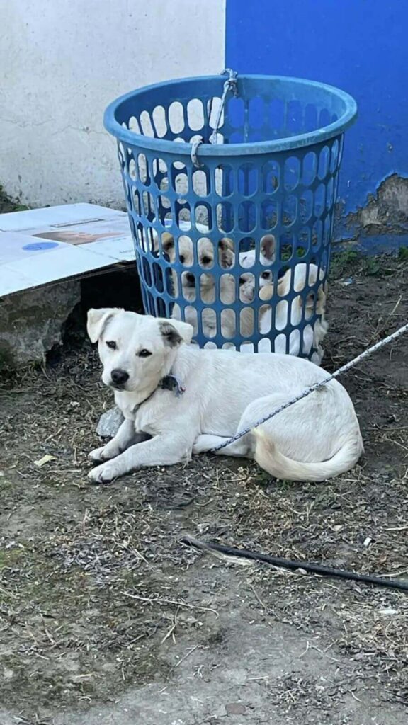 Cachorros abandonados em cesto de roupas