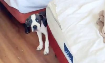 Camareira encontra filhote de cachorro abandonado em quarto de hotel