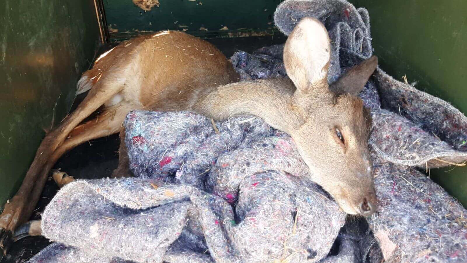 Cervo é resgatado às margens da Rodovia Dom Gabriel, em Jundiaí