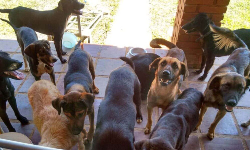 Animais da ONG Turma do Abrigo para feira de adoção do Covabra Supermercados