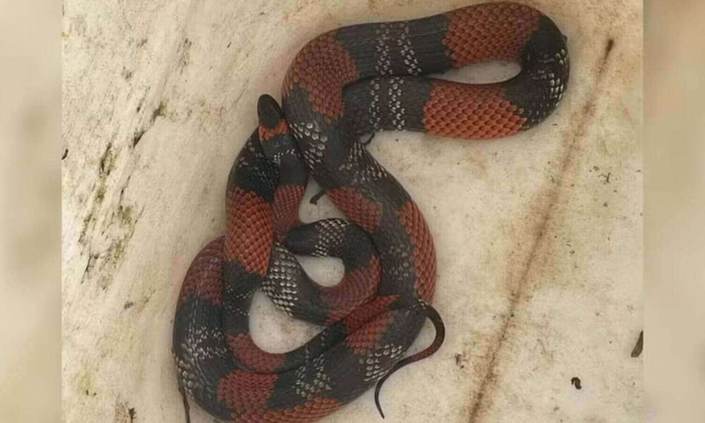 Cobra falsa-coral encontrada em Várzea Paulista