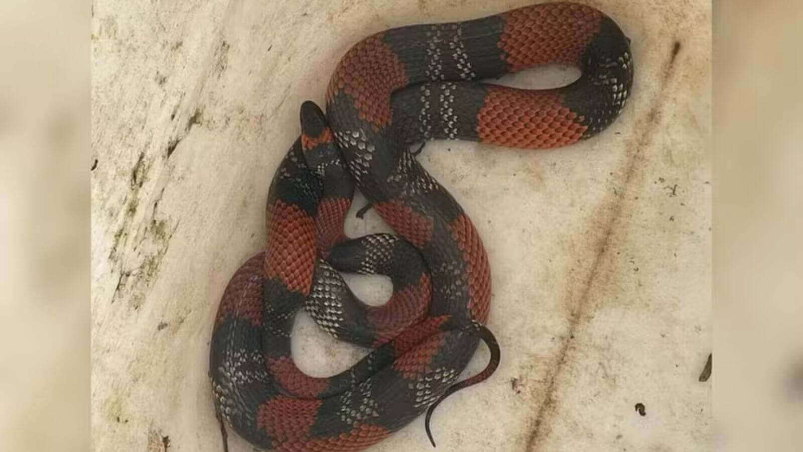 Cobra falsa-coral encontrada em Várzea Paulista