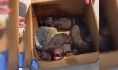 Filhotes de cachorro abandonados em caixa