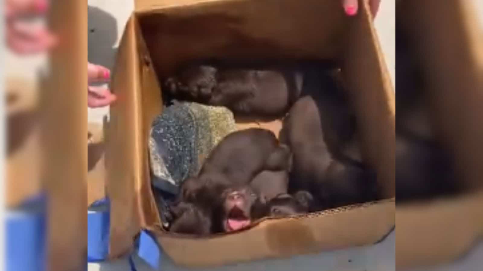 Filhotes de cachorro abandonados em caixa