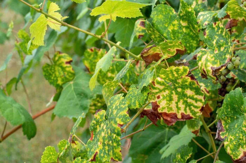 Doenças das plantas: folhas de videira com ferrugem e clorose