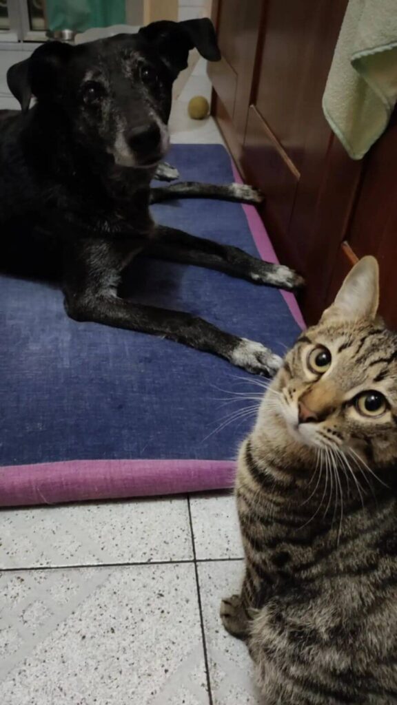 Gato e cachorro
