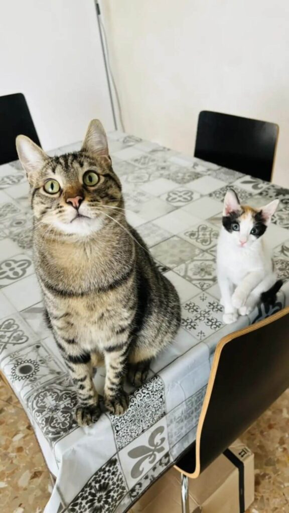 Gatos em cima de mesa