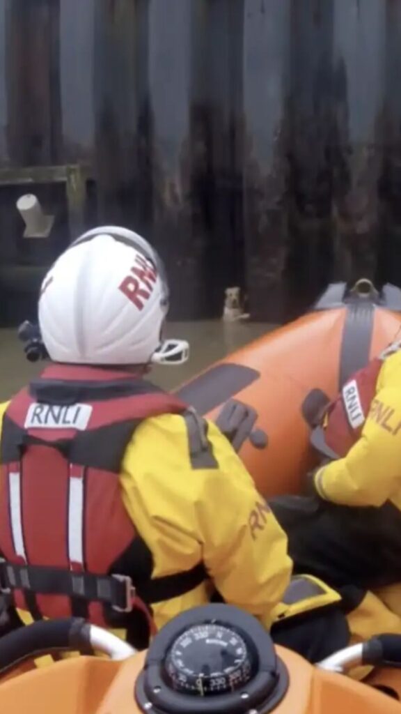 Guarda costeira resgata cachorro que caiu em rio