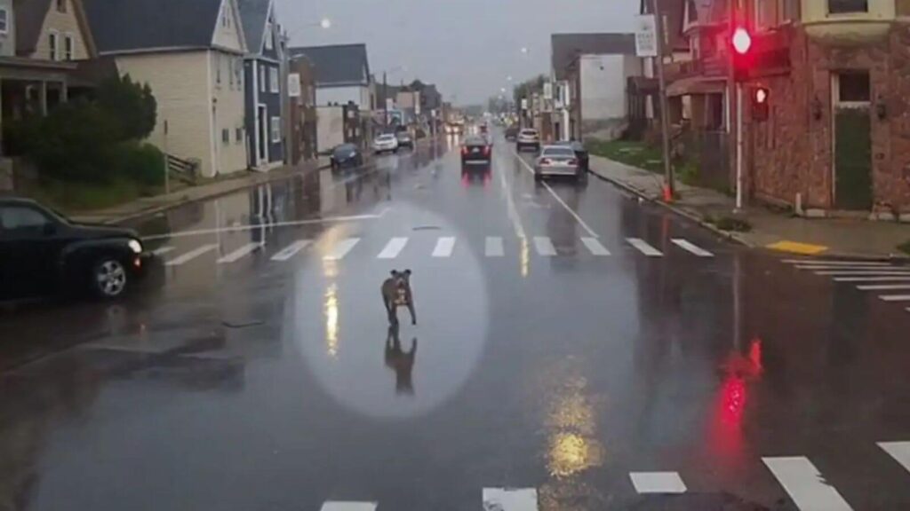 Motorista de ônibus resgata cachorro perdido na chuva
