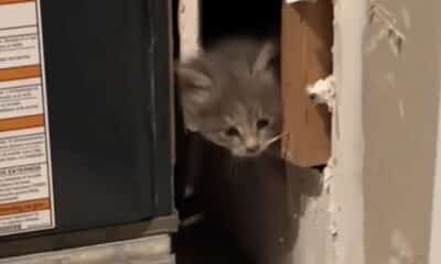 Gato encontrado em parede