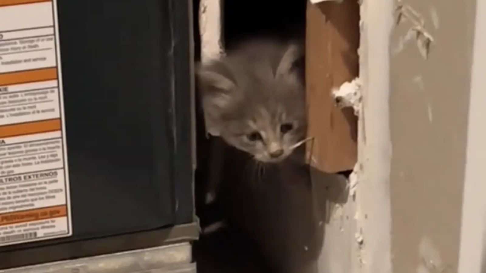 Gato encontrado em parede