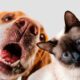 Cães e gatos podem participar do mutirão de castração de Itupeva