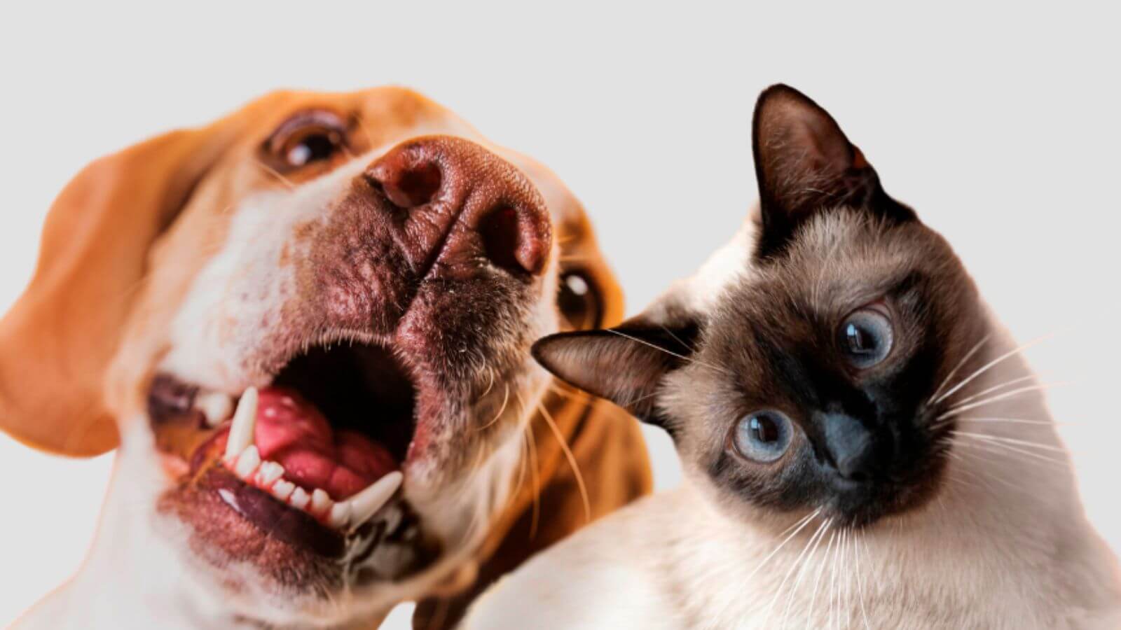 Cães e gatos podem participar do mutirão de castração de Itupeva