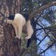 Gato preso em árvore