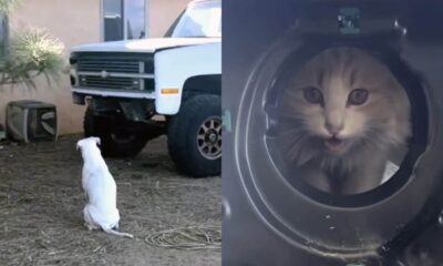 Pit bull em frente a caminhonete onde um gato laranja se escondia