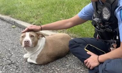 Policiais encontram cachorro ferido na beira da estrada