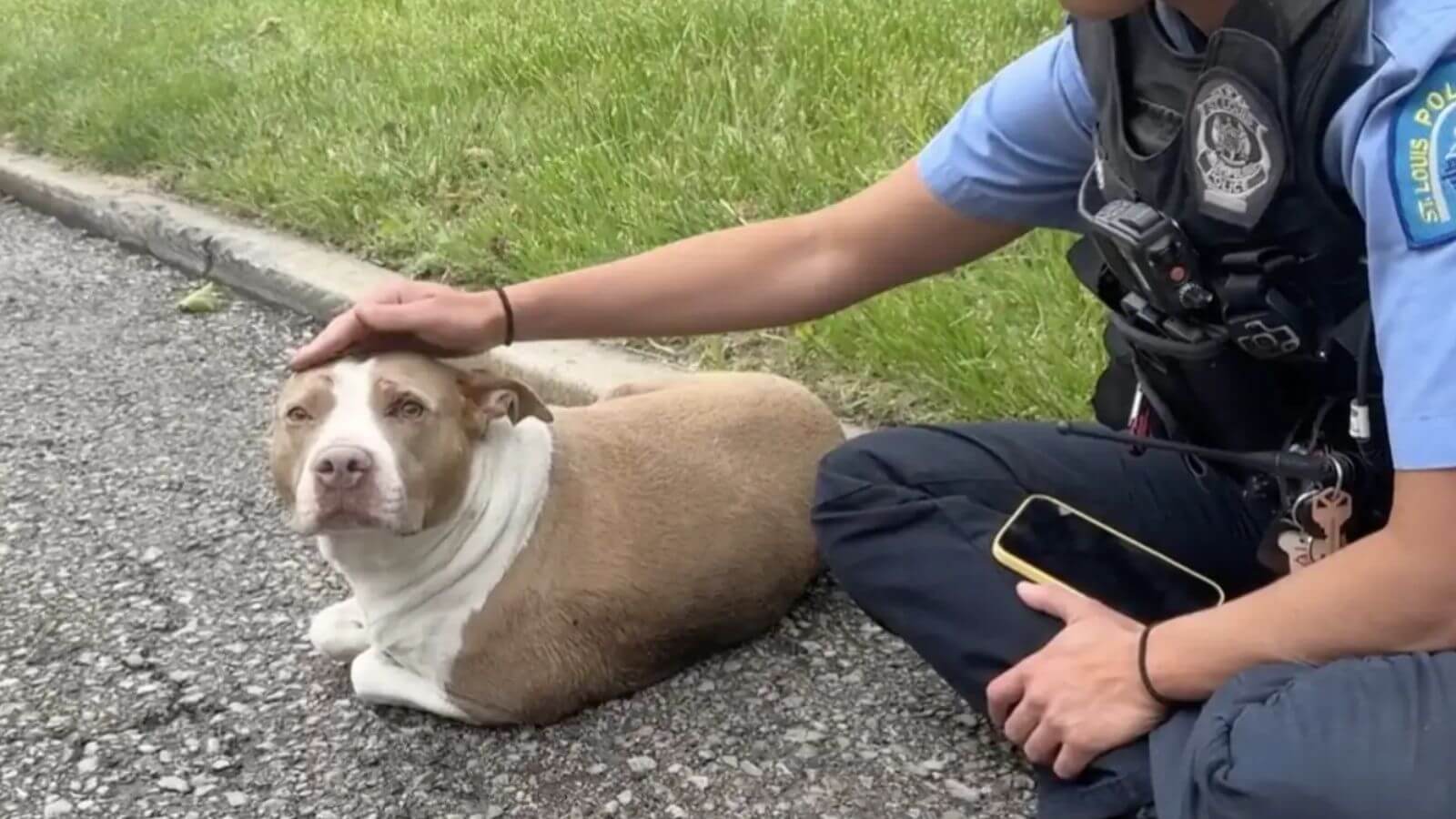 Policiais encontram cachorro ferido na beira da estrada