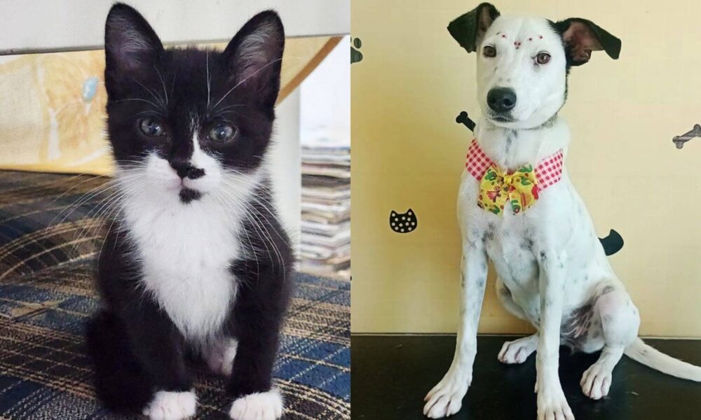 Gato e cachorro para adoção na Feira de Adoção do Maxi Shopping Jundiaí