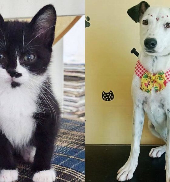 Gato e cachorro para adoção na Feira de Adoção do Maxi Shopping Jundiaí