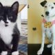 Gato e cachorro para adoção na Feira de Adoção do Maxi Shopping Jundiaí
