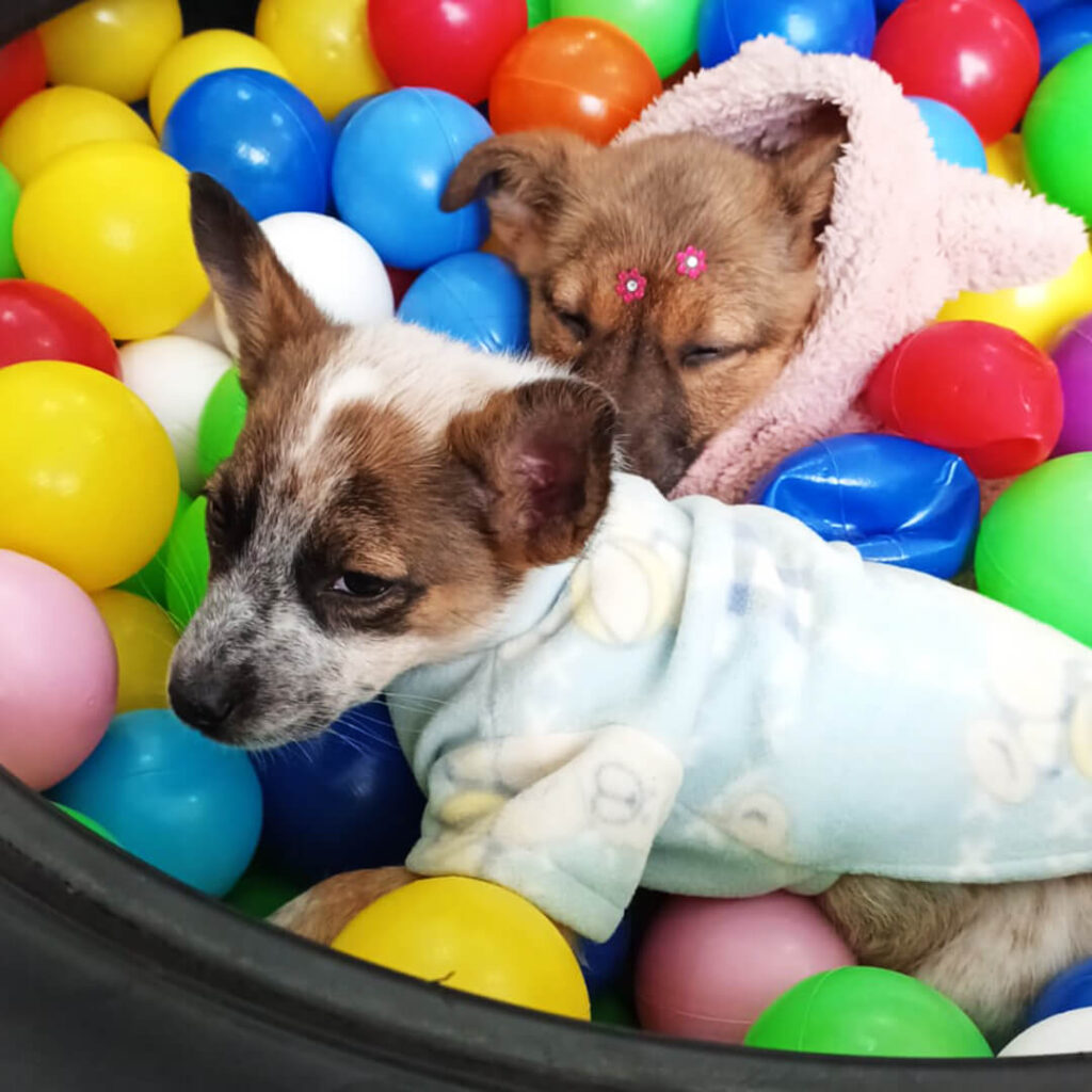 Cachorros para adoção na Feira de Adoção do Maxi Shopping Jundiaí