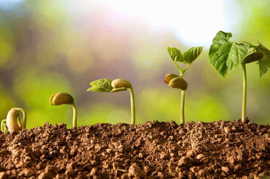 princípios da botânica: crescimento vegetativo de uma planta