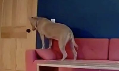 Cachorro sempre espera por seus tutores pacientemente na porta