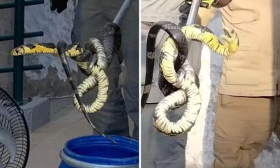 Após a captura, a cobra Caninana foi solta em uma área de mata do município