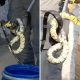 Após a captura, a cobra Caninana foi solta em uma área de mata do município