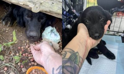 Cachorro abandonado embaixo de casa vazia com filhotes