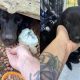 Cachorro abandonado embaixo de casa vazia com filhotes