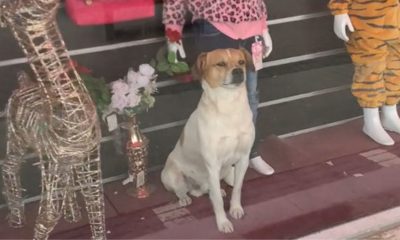 Cachorro em vitrine de loja