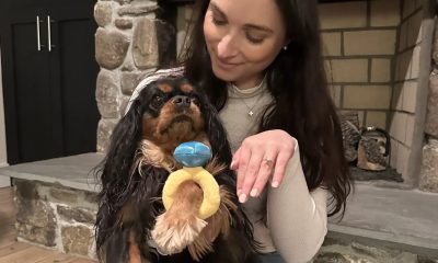 Cachorro é pedido em casamento junto com a tutora