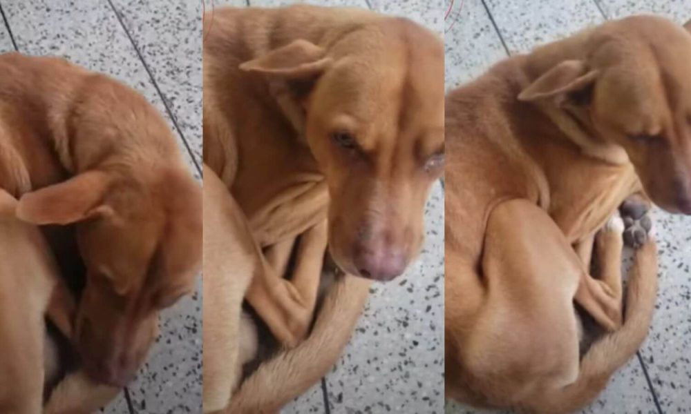 Cachorro fica 9 dias em porta de hospital esperando pelo tutor que morreu