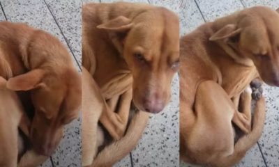 Cachorro fica 9 dias em porta de hospital esperando pelo tutor que morreu