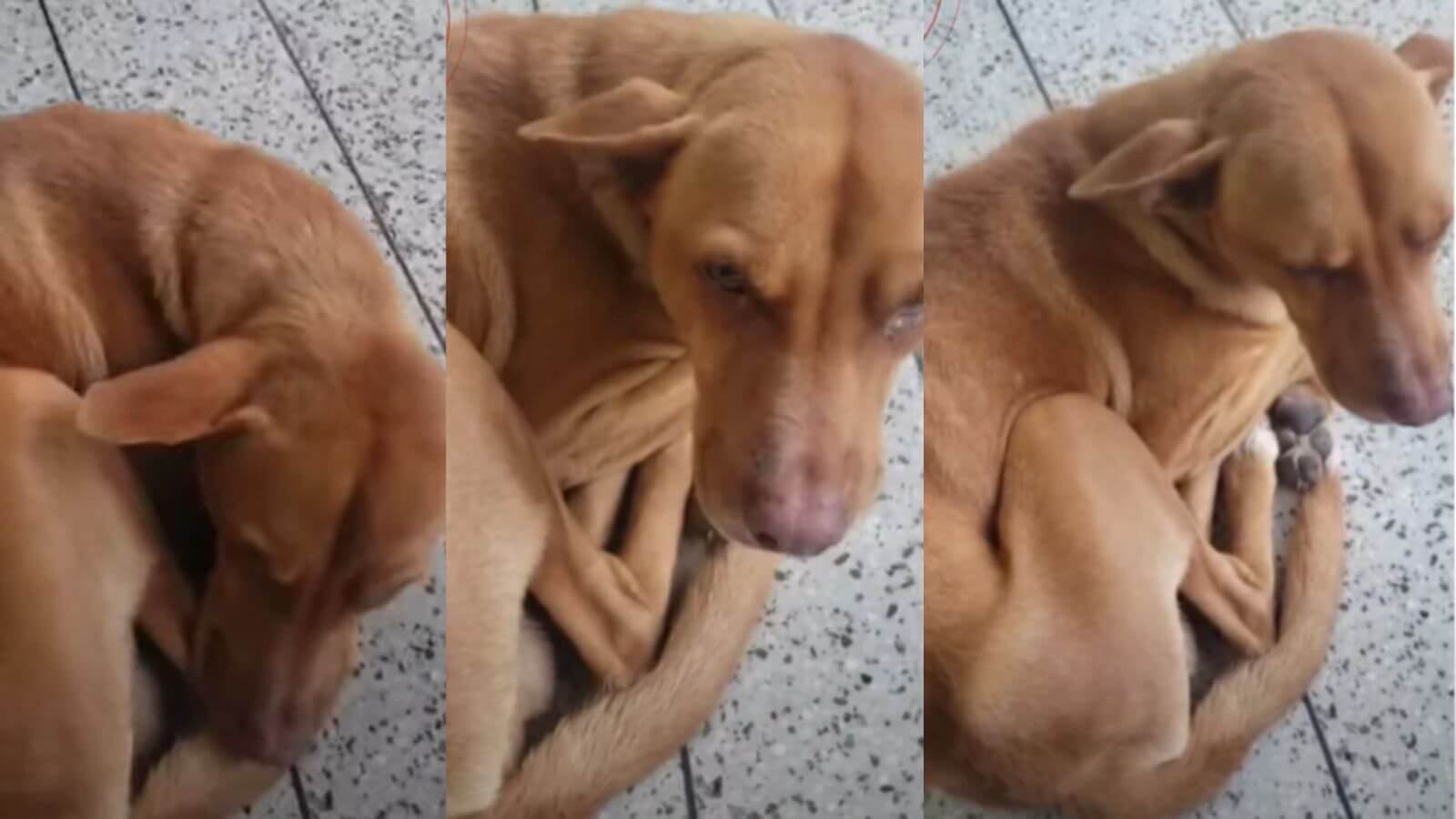 Cachorro fica 9 dias em porta de hospital esperando pelo tutor que morreu