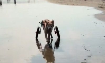 Cachorro em cadeira de rodas na praia