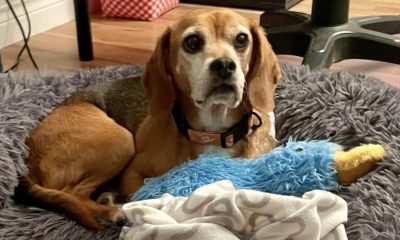 Cachorro resgatado de laboratório de testes