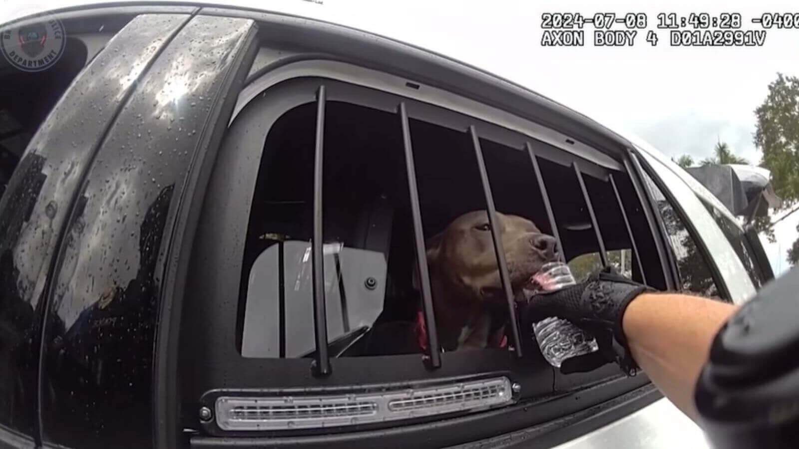 Cachorro é resgatado de carro quente