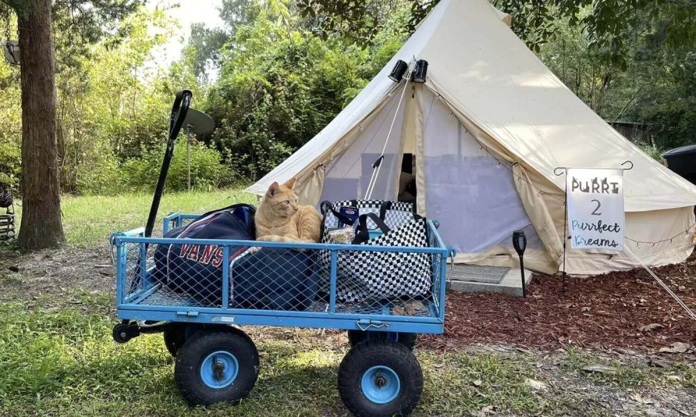 Casal cria santuário onde viajantes podem acampar com centenas de gatos